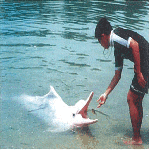 Dolphin Lagoon