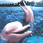 Pink Dolphins