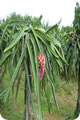 Overland Fruit Farm tours to Eastern Johor