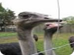 Ostrich Farm